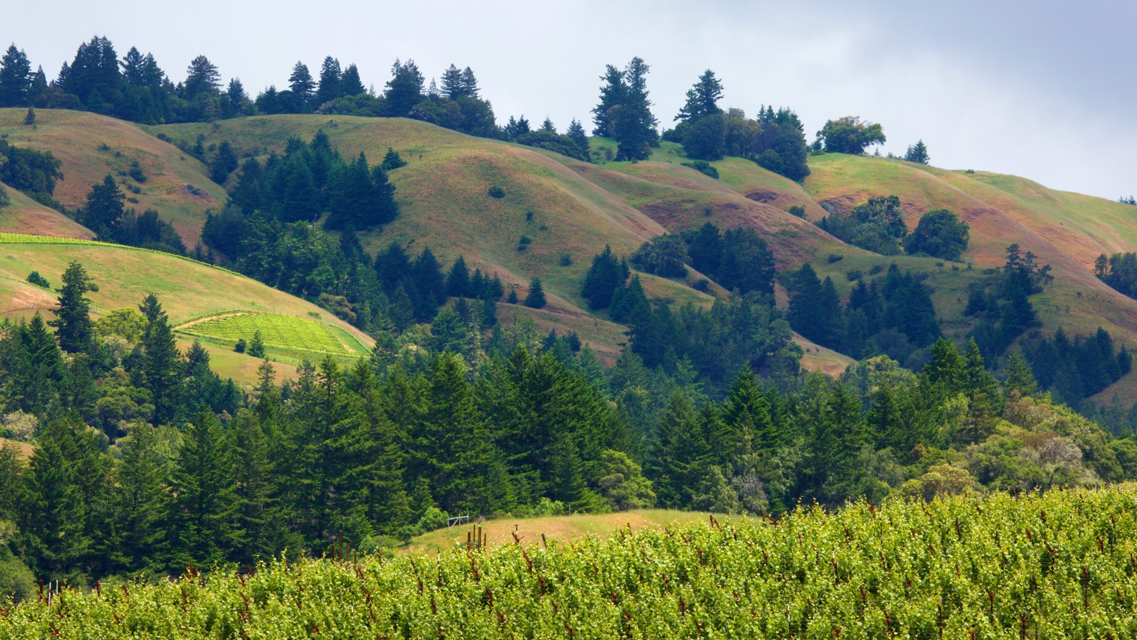 Weingut Navarro Vineyard and Winery welches beinhaltet Landschaften und ruhige Szenerie
