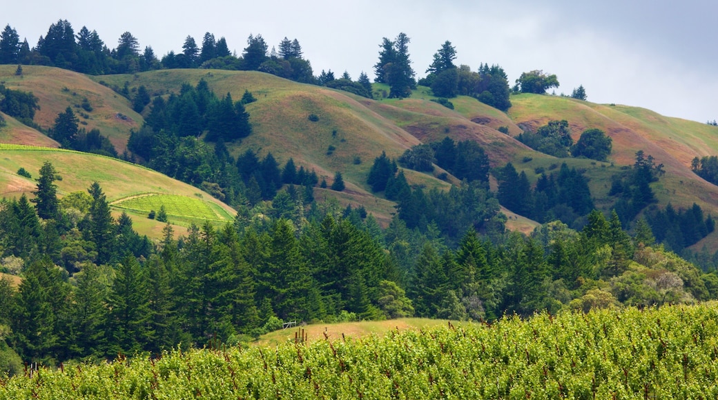 Navarro Vineyard and Winery featuring landscape views and tranquil scenes