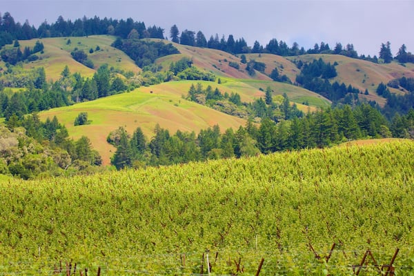 A vineyard with rows of grapevines and rolling hills in the background.