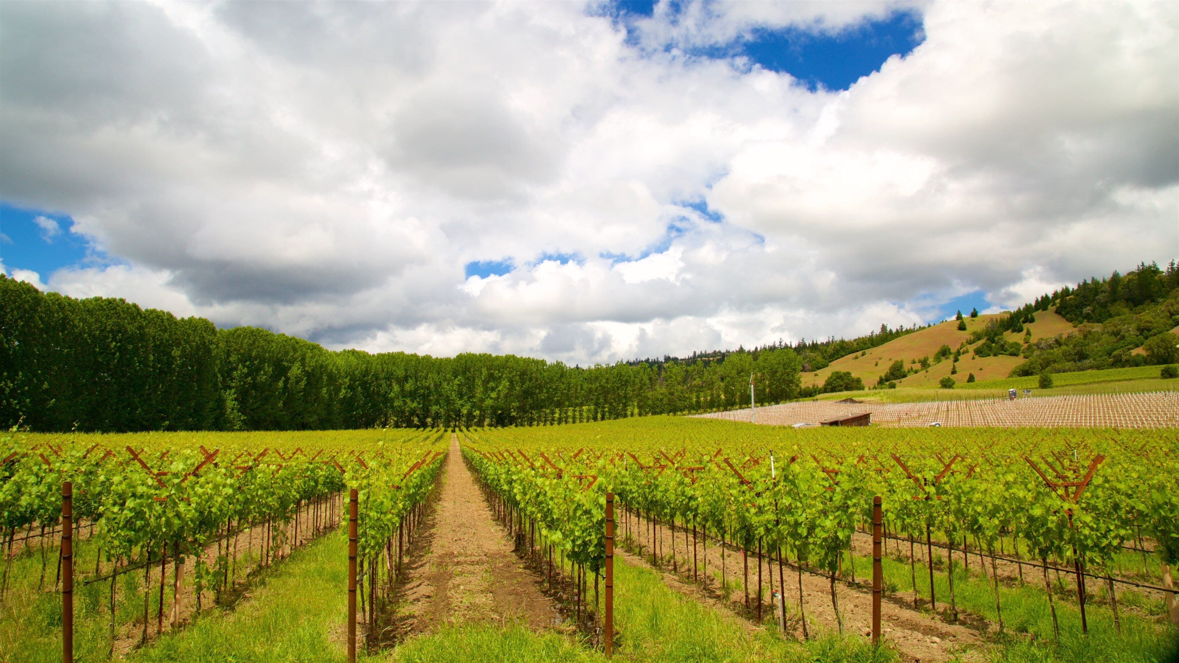 Navarro Vineyard and Winery featuring tranquil scenes