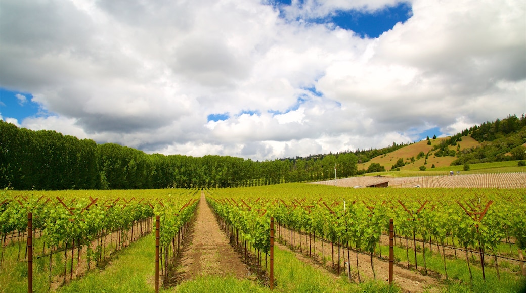 Navarro Vineyard and Winery featuring tranquil scenes