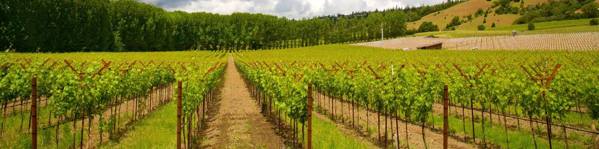 Navarro Vineyard and Winery featuring tranquil scenes