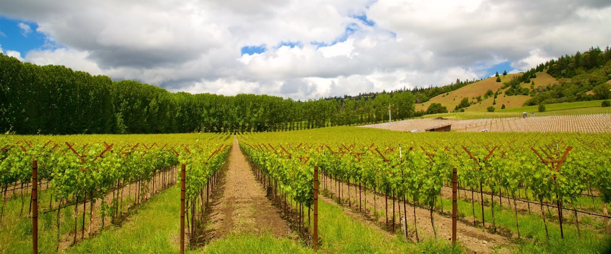 Navarro Vineyard and Winery featuring tranquil scenes