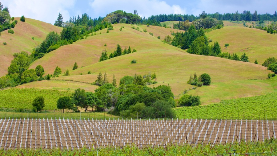 Navarro Vineyard and Winery which includes landscape views, farmland and tranquil scenes