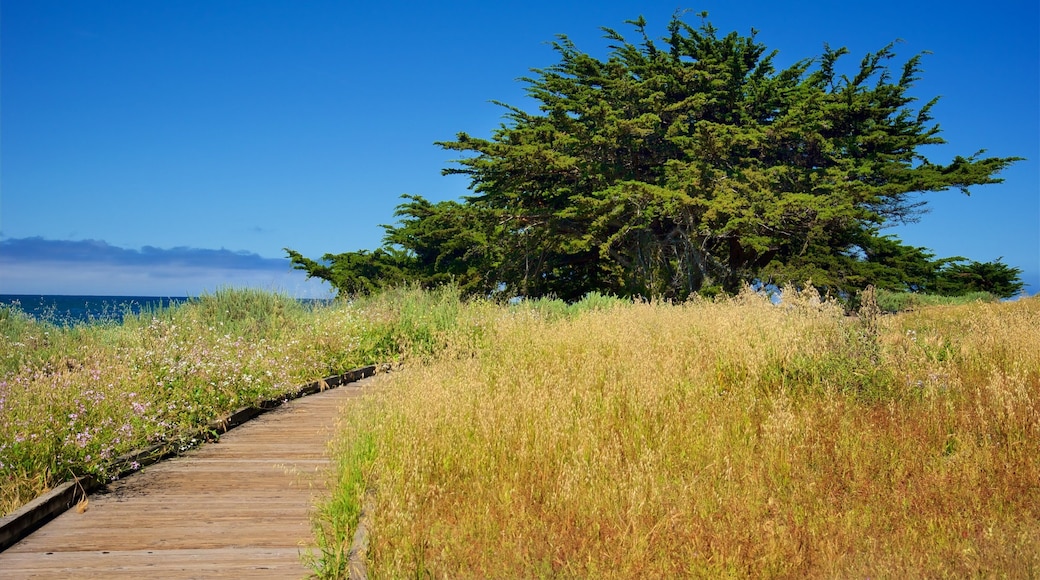 Moonstone Beach Park showing tranquil scenes