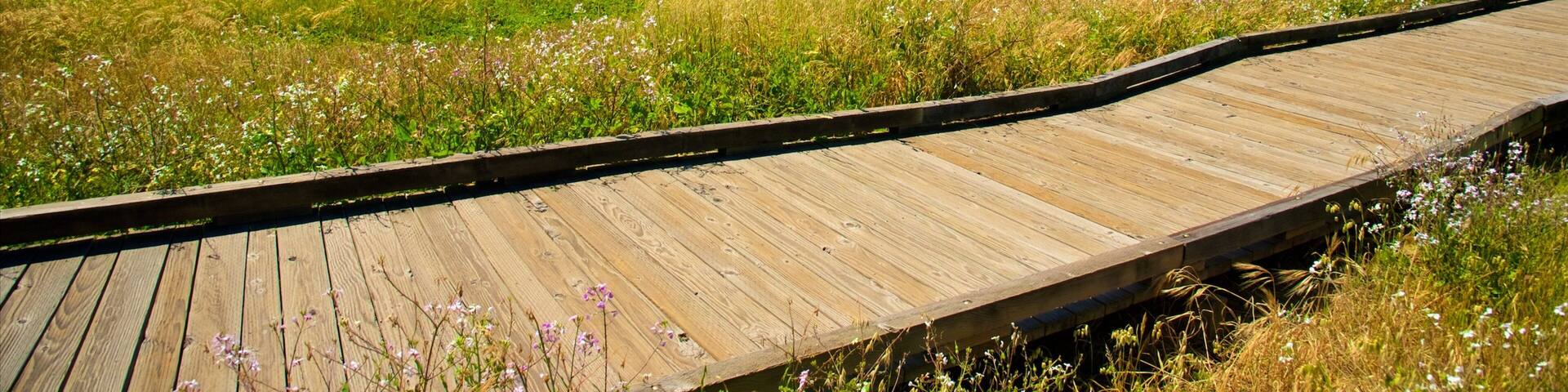 Moonstone Beach Park welches beinhaltet Strand und Garten