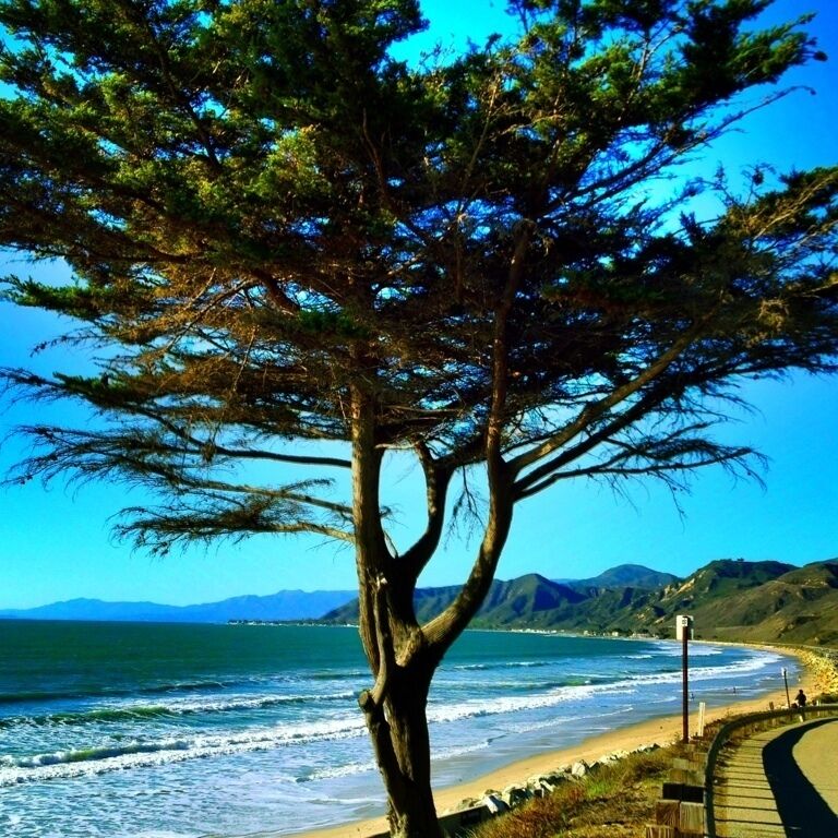 Right after you exit US-101 at PCH #treetrove