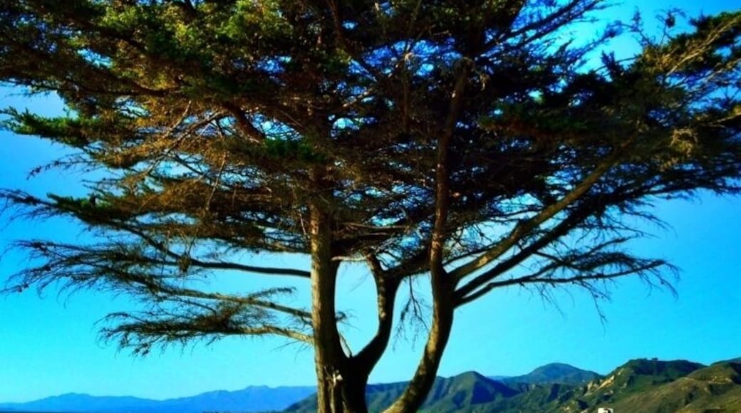 Right after you exit US-101 at PCH #treetrove