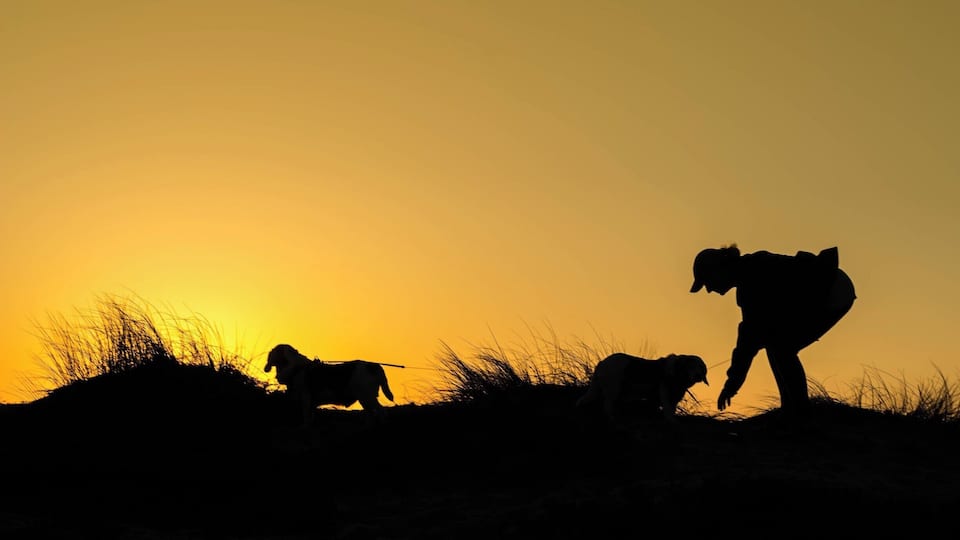 There's no better relaxation than playing with man's best friend along the beach.