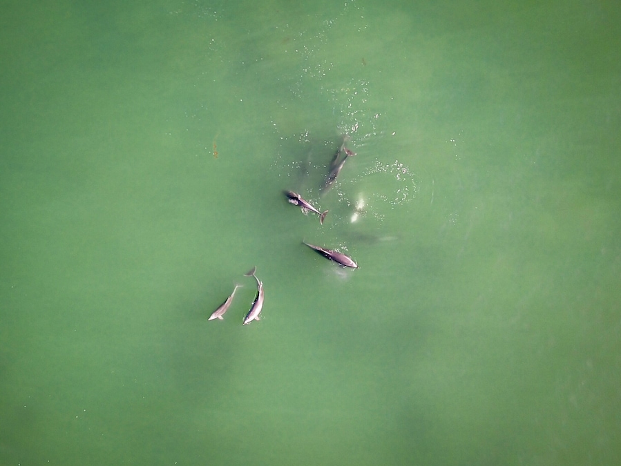 Always special when the dolphins come by.