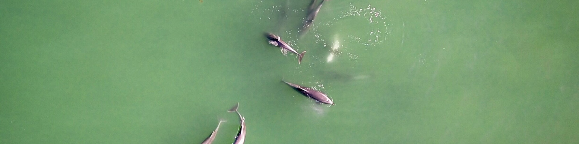 Always special when the dolphins come by.