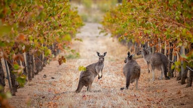 Sevenhill Cellars which includes farmland and cuddly or friendly animals