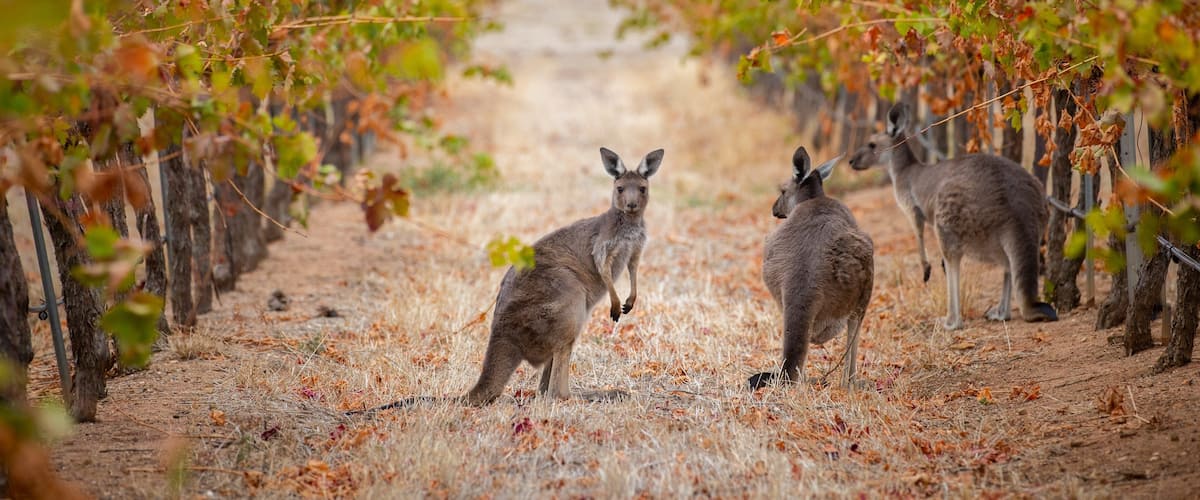 A vineyard with rows of grapevines and a group of kangaroos on the ground.