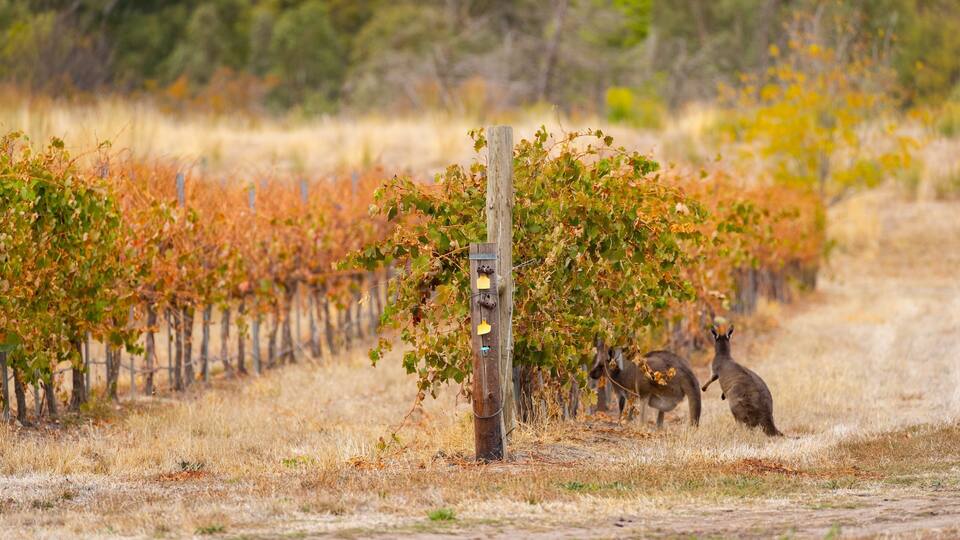 A vineyard with rows of grapevines and a wooden post with bird feeders.