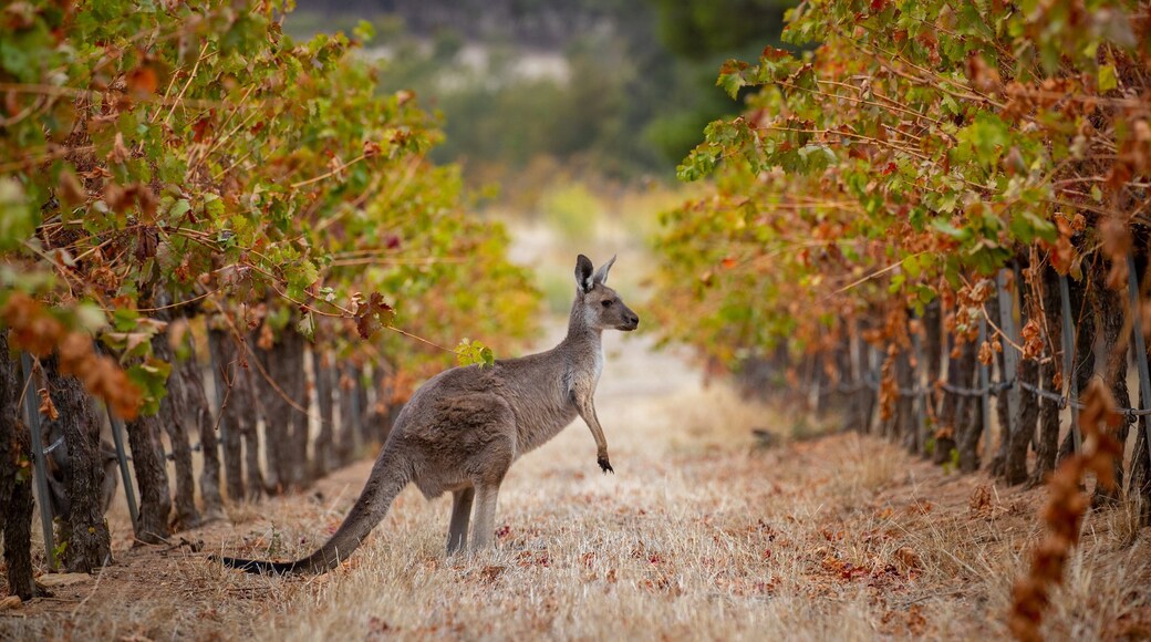 Sevenhill Cellars featuring farmland and cuddly or friendly animals