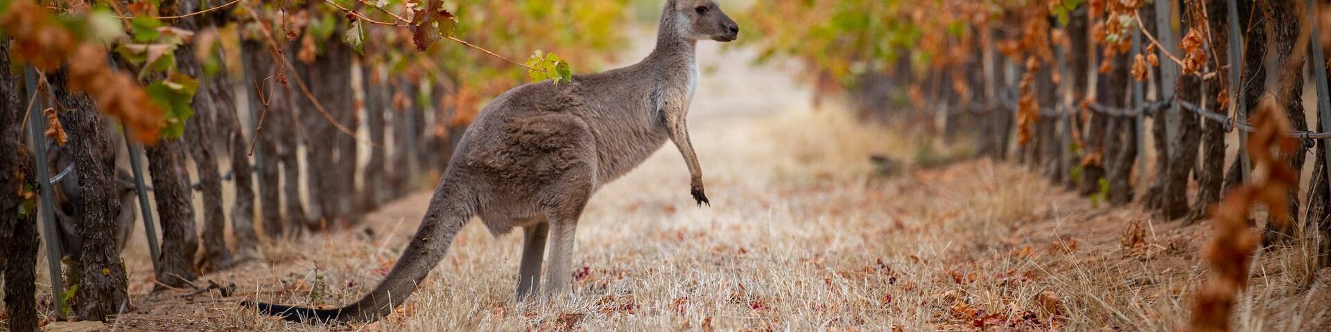 Sevenhill Cellars featuring farmland and cuddly or friendly animals