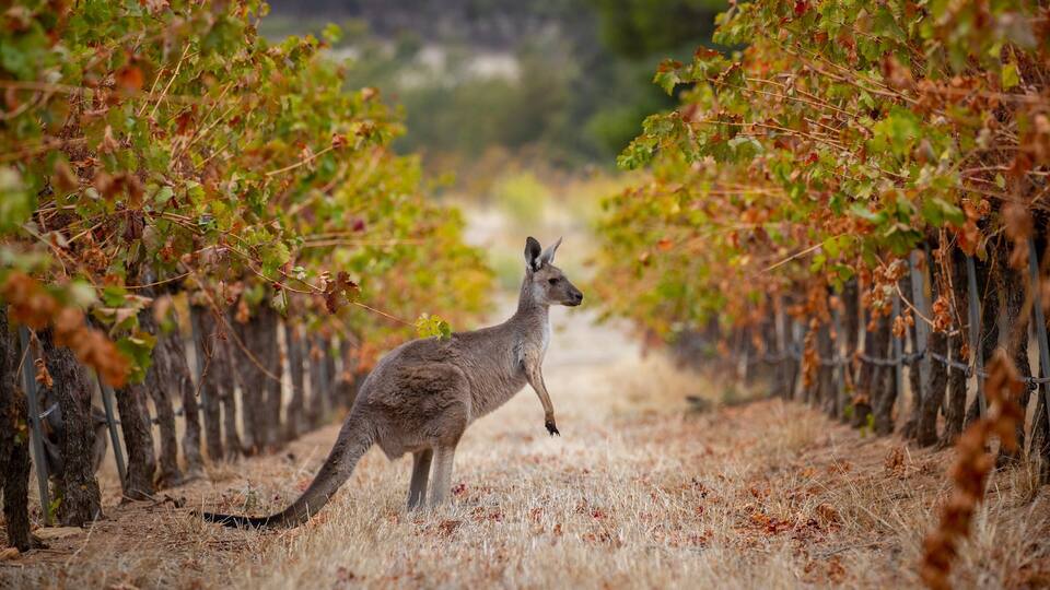 A kangaroo in a vineyard with rows of grapevines.