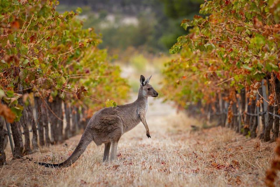 A kangaroo in a vineyard with rows of grapevines.