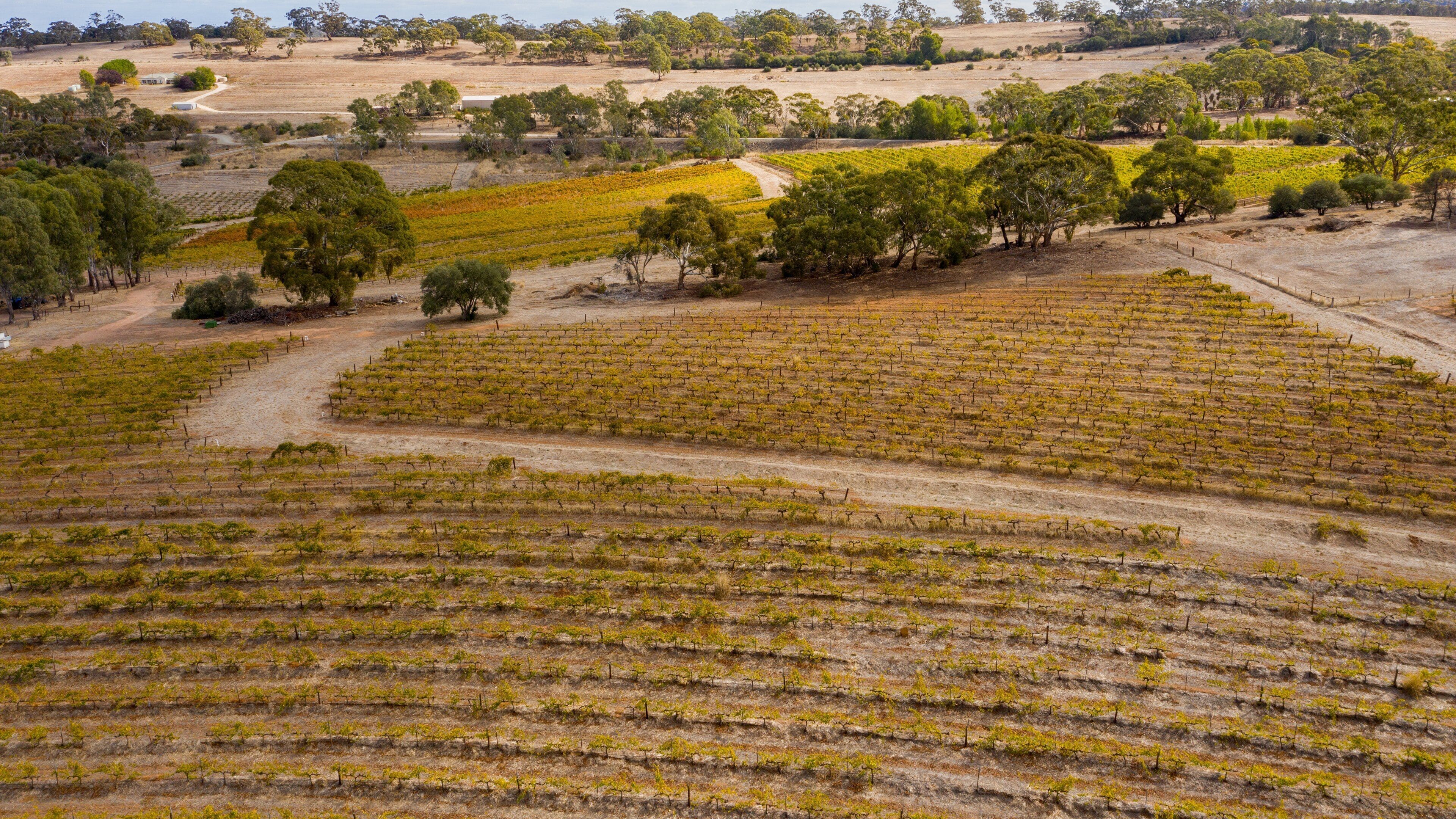 Crabtree Watervale Wines showing landscape views, tranquil scenes and farmland