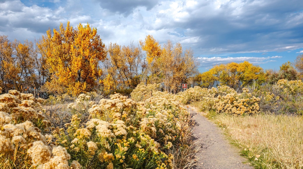 Rubber Rabbitbrush plants and Cottonwood trees line the path to the Bird Observation Platform at Cherry Creek State Park in Colorado during the Fall Season.