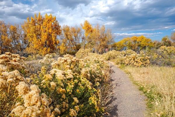 Rubber Rabbitbrush plants and Cottonwood trees line the path to the Bird Observation Platform at Cherry Creek State Park in Colorado during the Fall Season.