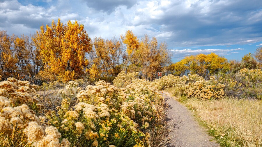 Rubber Rabbitbrush plants and Cottonwood trees line the path to the Bird Observation Platform at Cherry Creek State Park in Colorado during the Fall Season.