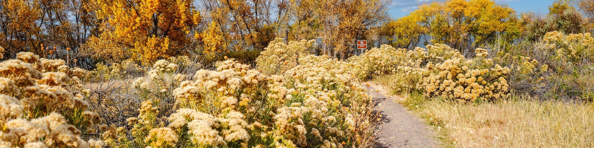 Rubber Rabbitbrush plants and Cottonwood trees line the path to the Bird Observation Platform at Cherry Creek State Park in Colorado during the Fall Season.