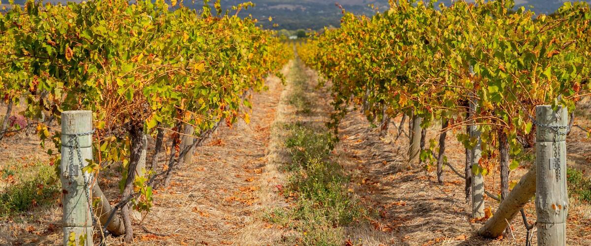 Primo Estate which includes farmland