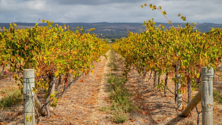 Primo Estate which includes farmland