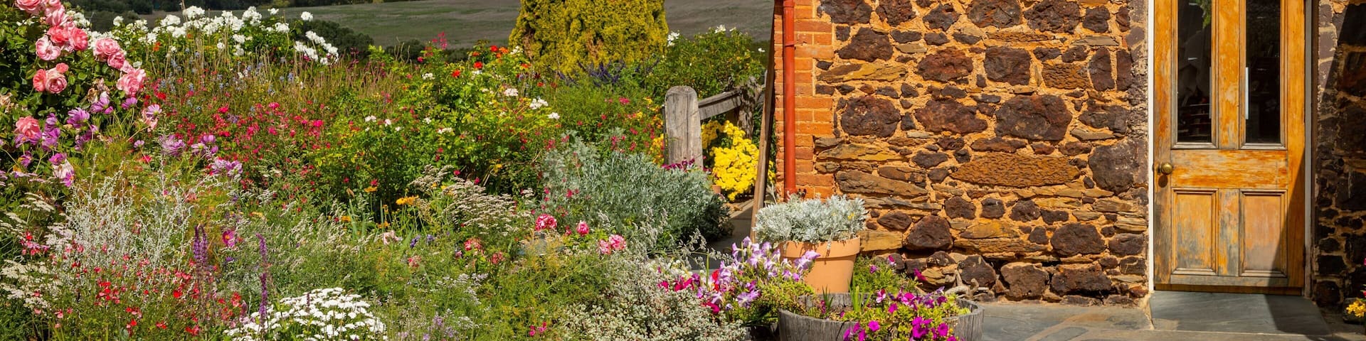 Coriole Vineyards showing wildflowers and heritage elements