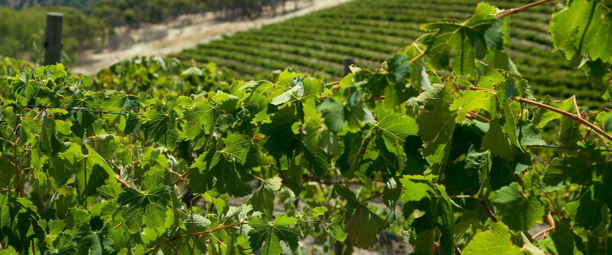 Chapel Hill Winery which includes farmland and tranquil scenes