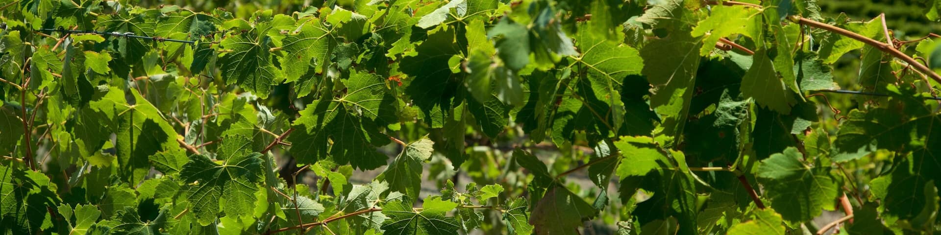Chapel Hill Winery which includes farmland and tranquil scenes