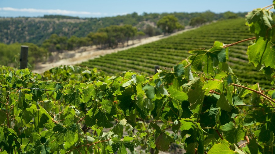 Chapel Hill Winery which includes farmland and tranquil scenes