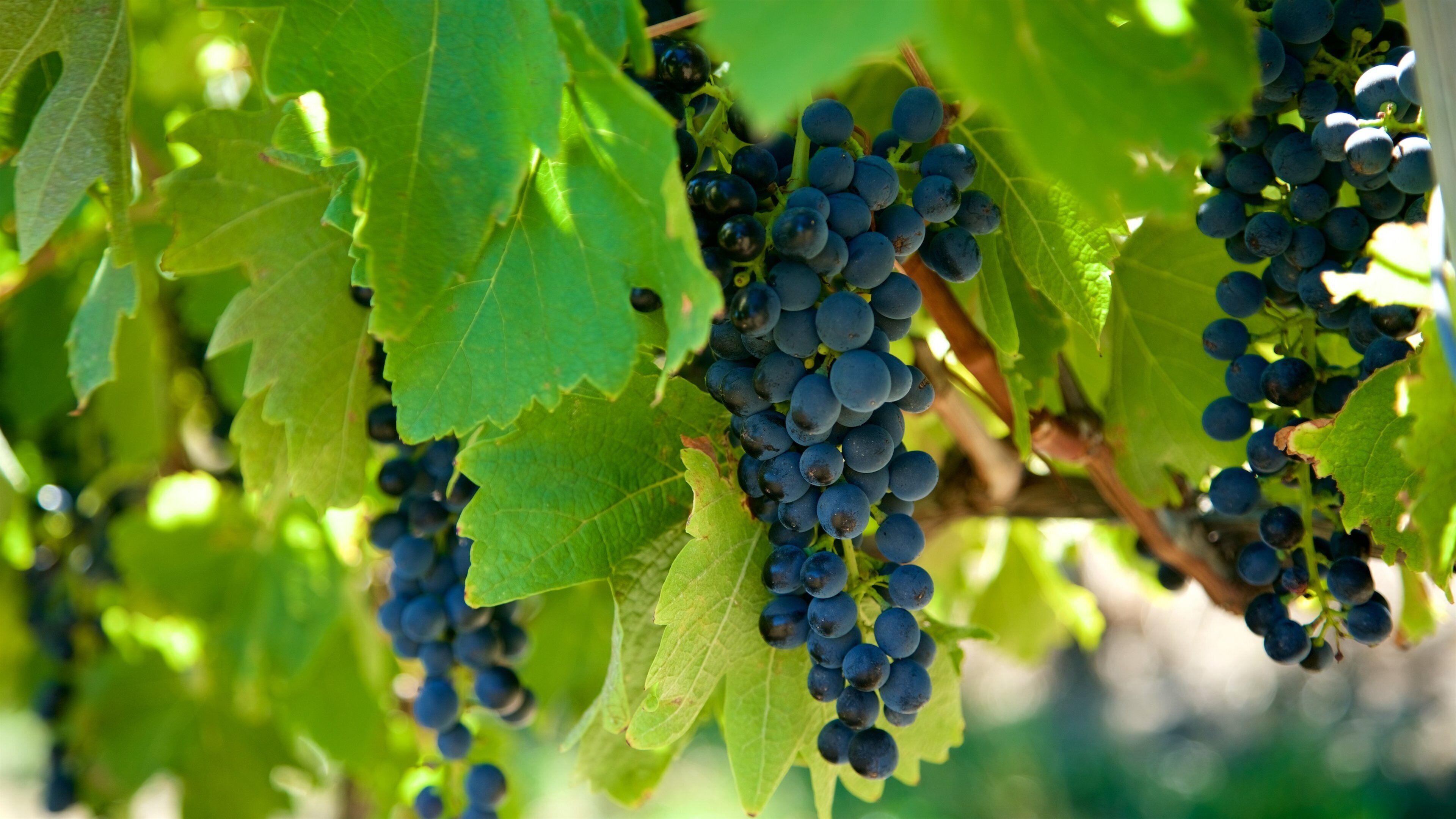 Chapel Hill Winery montrant ferme et nourriture