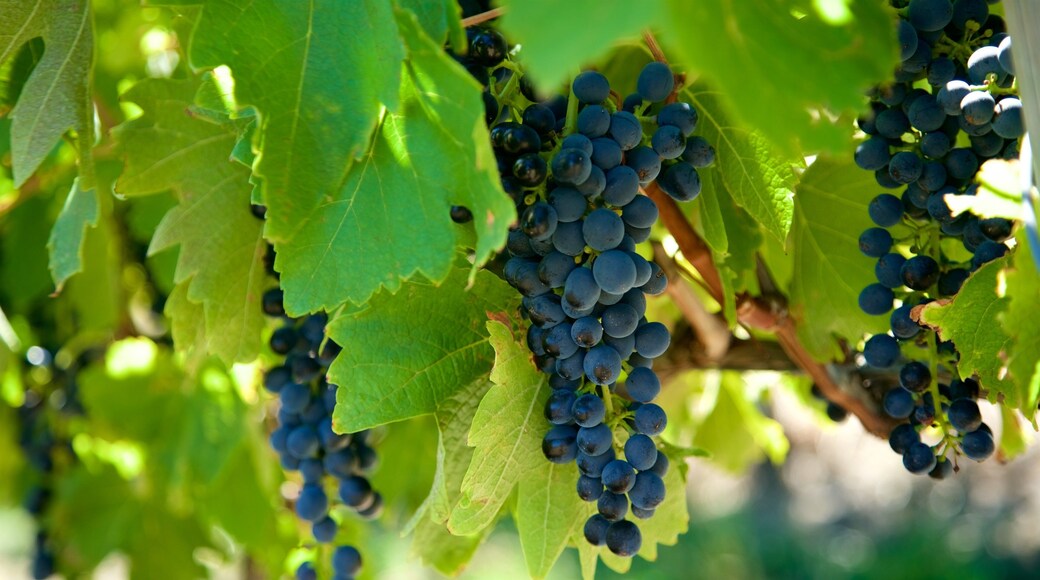 Chapel Hill Winery montrant ferme et nourriture