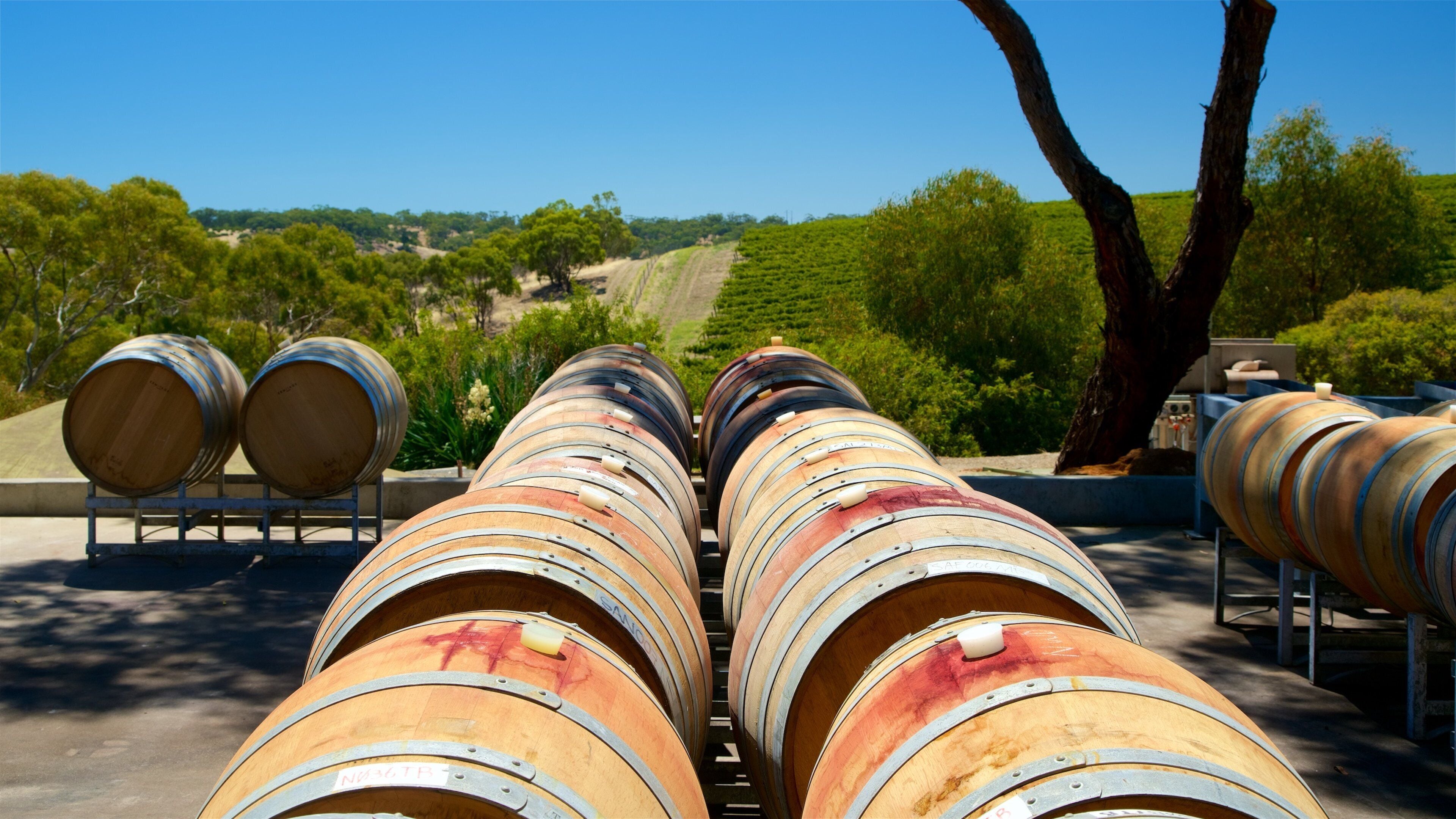 Rows of wooden wine barrels outdoors with a vineyard in the background.