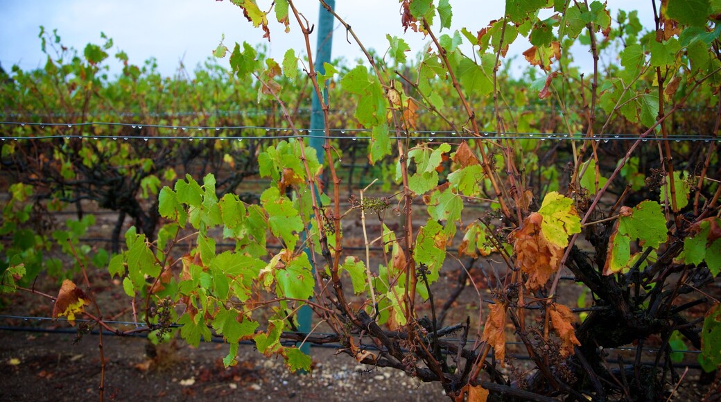 Katnook Estate which includes farmland