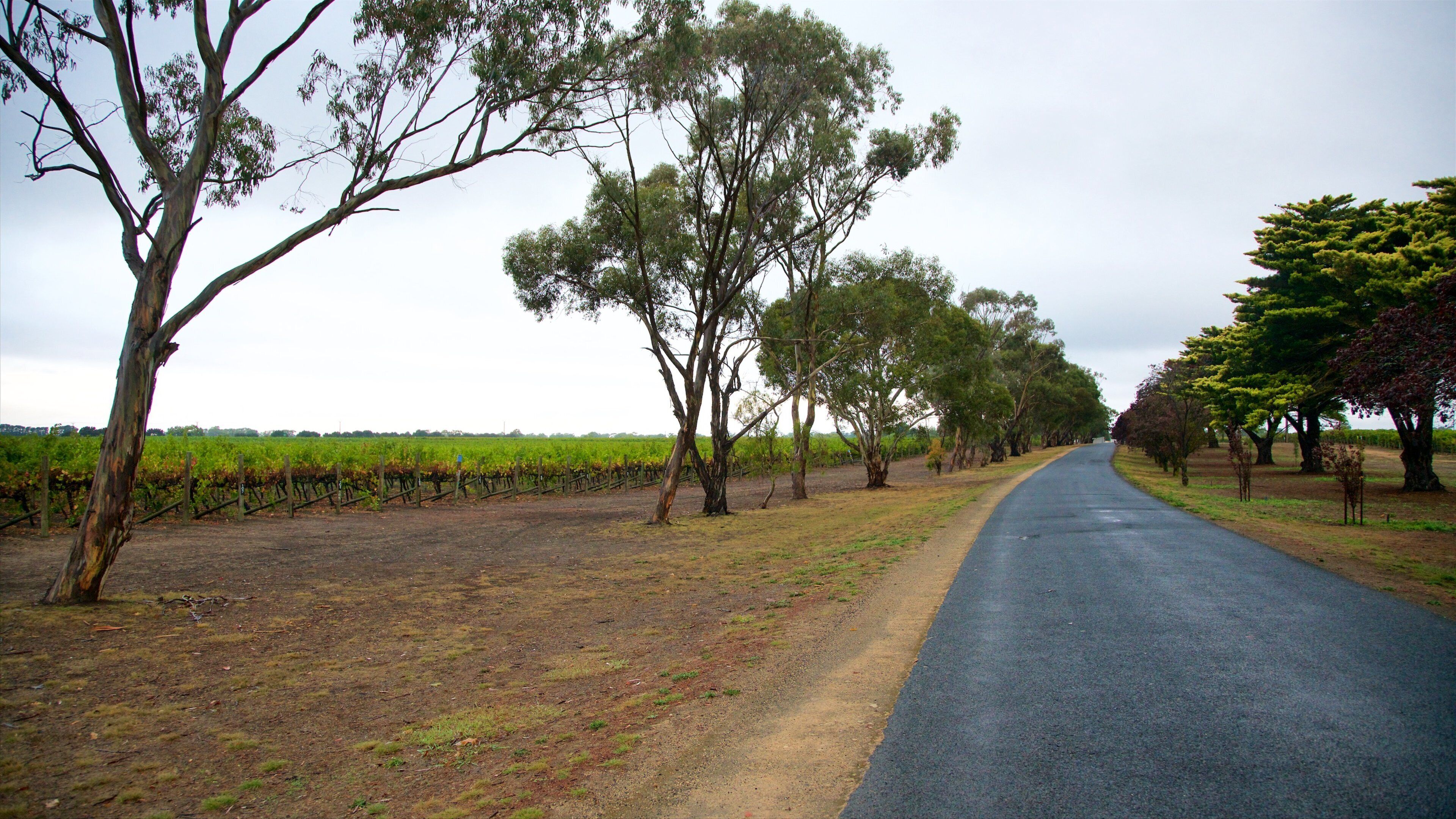 Katnook Estate mettant en vedette scènes tranquilles et ferme