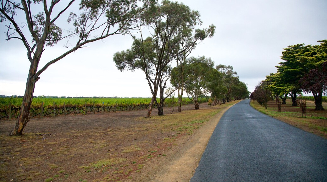 Katnook Estate mettant en vedette scĂšnes tranquilles et ferme