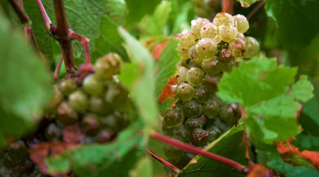 Katnook Estate which includes farmland