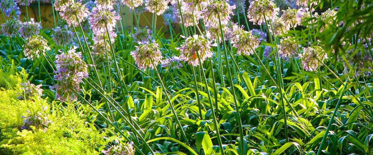 Valencia Botanical Gardens showing flowers and a park