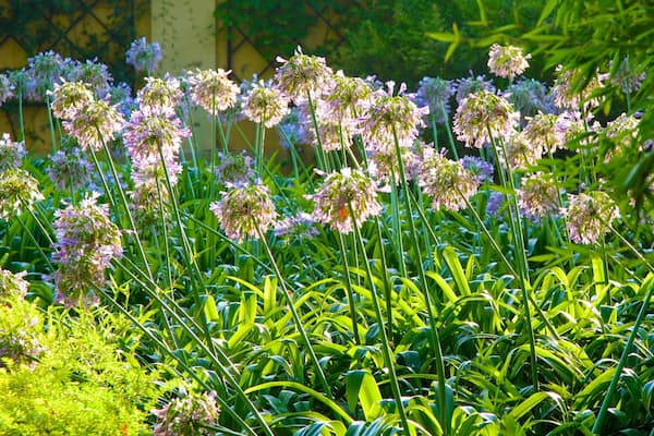 Jardin botanique de Valence qui includes fleurs et parc