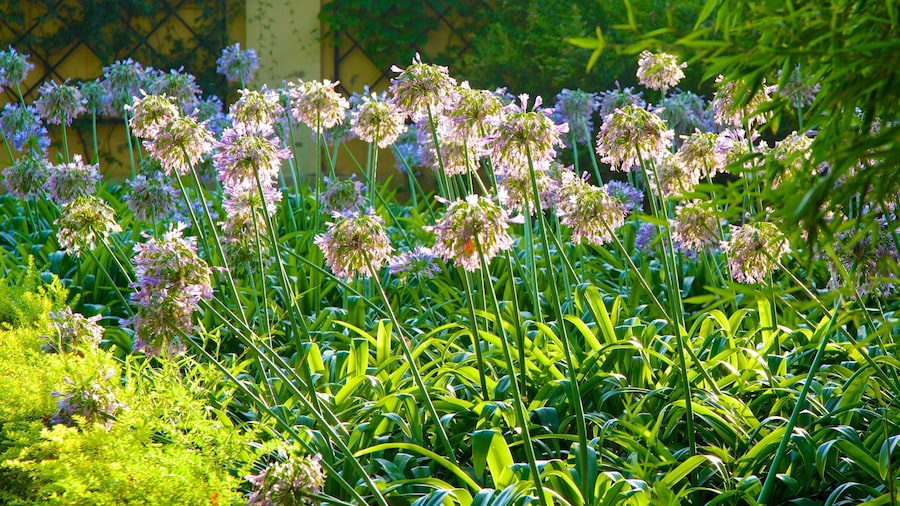 Valencia Botanical Gardens showing a park and flowers
