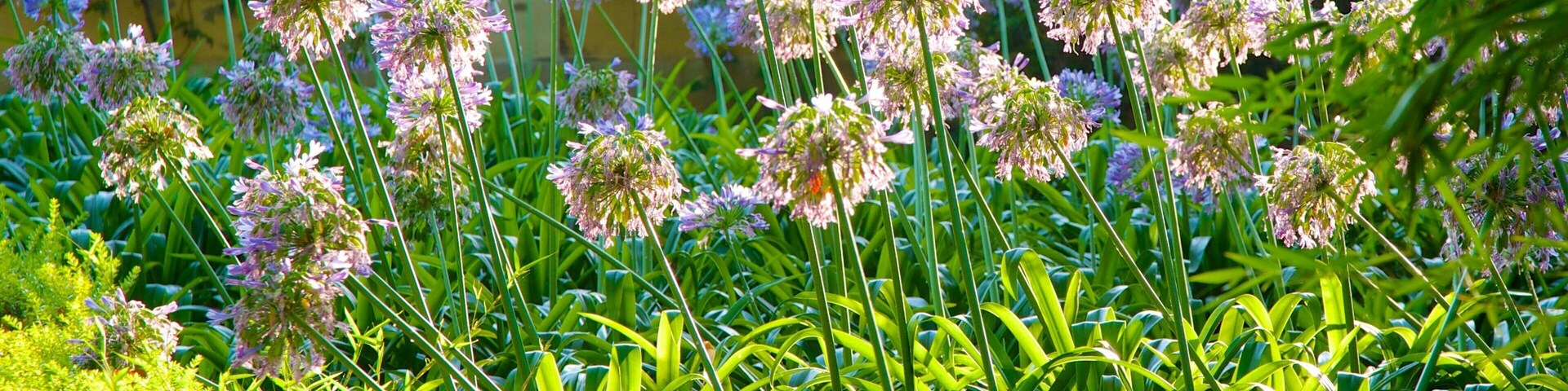 Giardino Botanico di Valencia che include fiori e parco