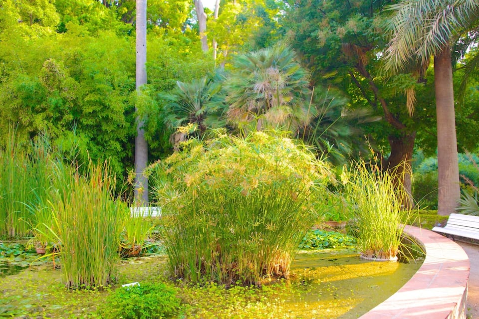 A lush garden with a variety of plants, a small pond, and a bench.