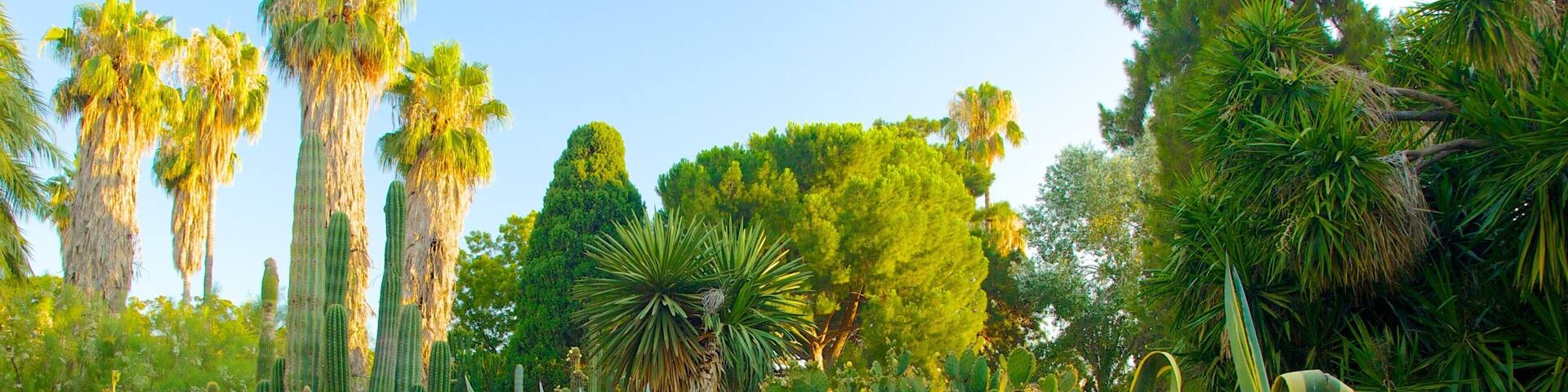 A garden with tall cacti, palm trees, and various green plants.