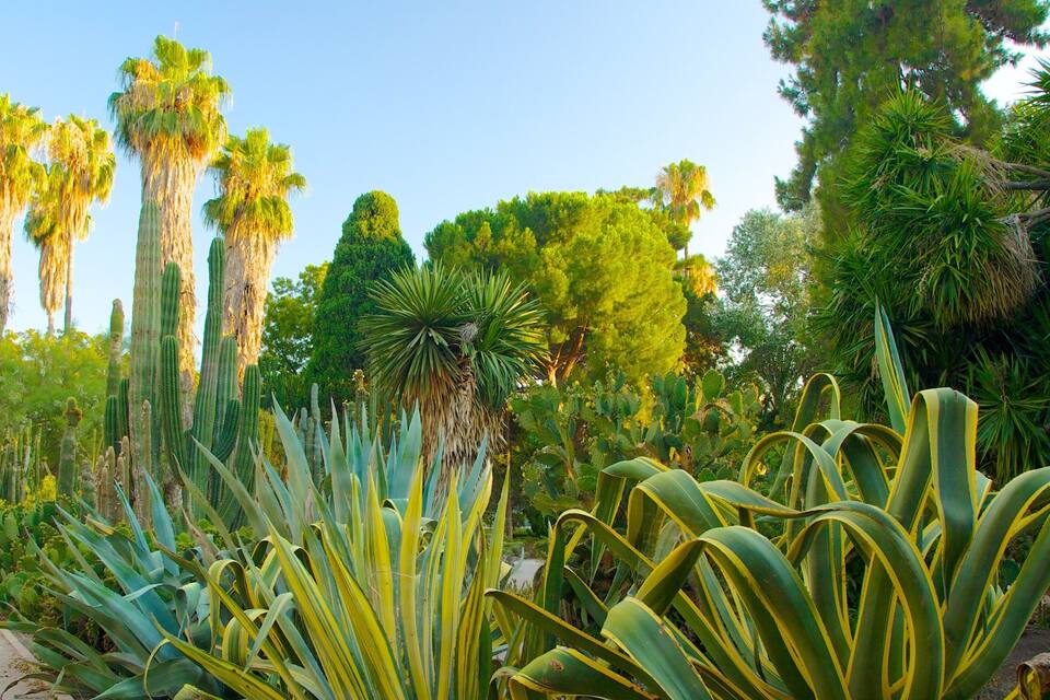 Un jardin où l’on trouve de grands cactus, des palmiers et diverses plantes vertes.