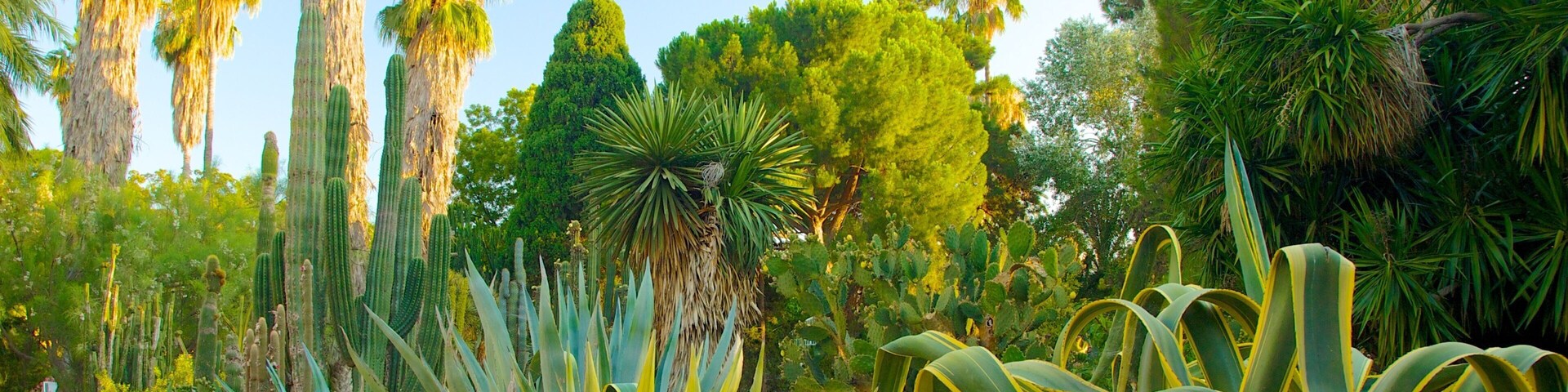 Valencia Botanical Gardens which includes a park