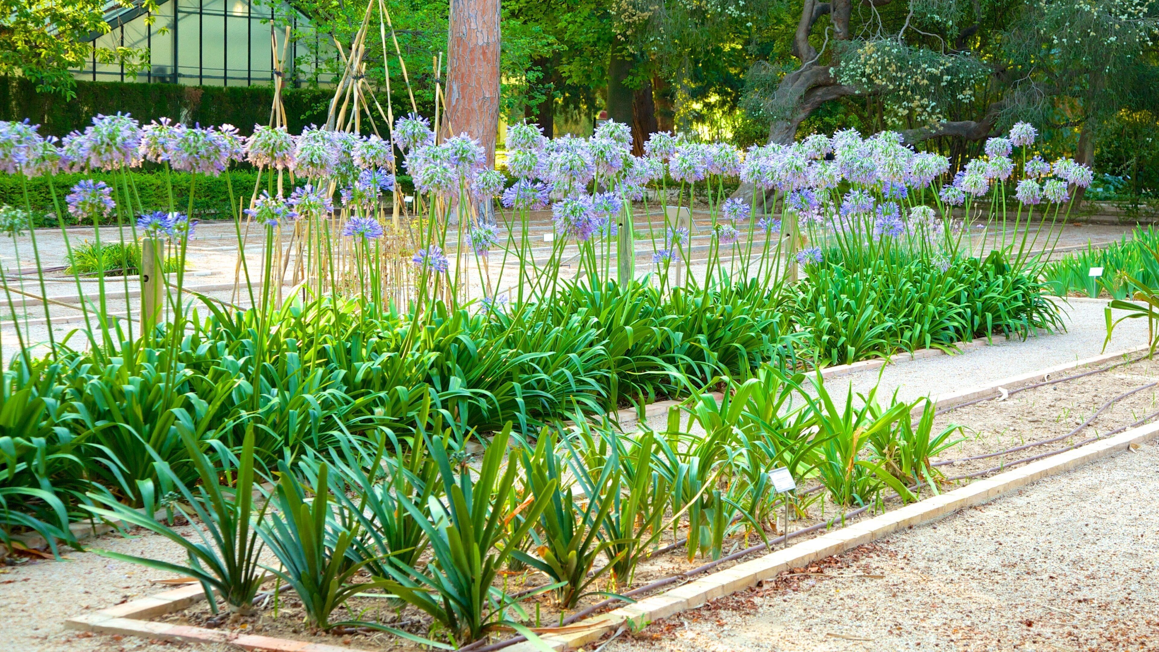 Jardín Botánico de Valencia mostrando un jardín y flores