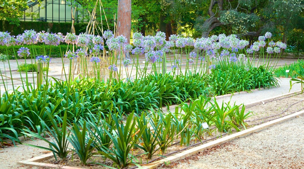Giardino Botanico di Valencia che include giardino e fiori